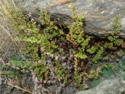 Cheilanthes sieberi subsp. sieberi. Mature plants growing from under a boulder.
 Image: L.R. Perrie © Leon Perrie CC BY-NC 3.0 NZ